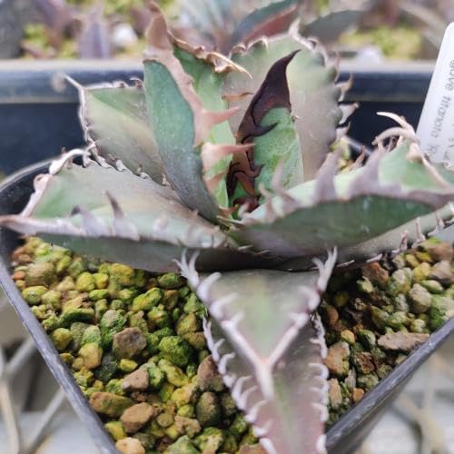 Amazon.co.jp: アガベ チタノタ レッドキャットウィーズル 9cmポット苗